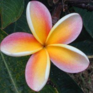 Meet your Posher, Rachael